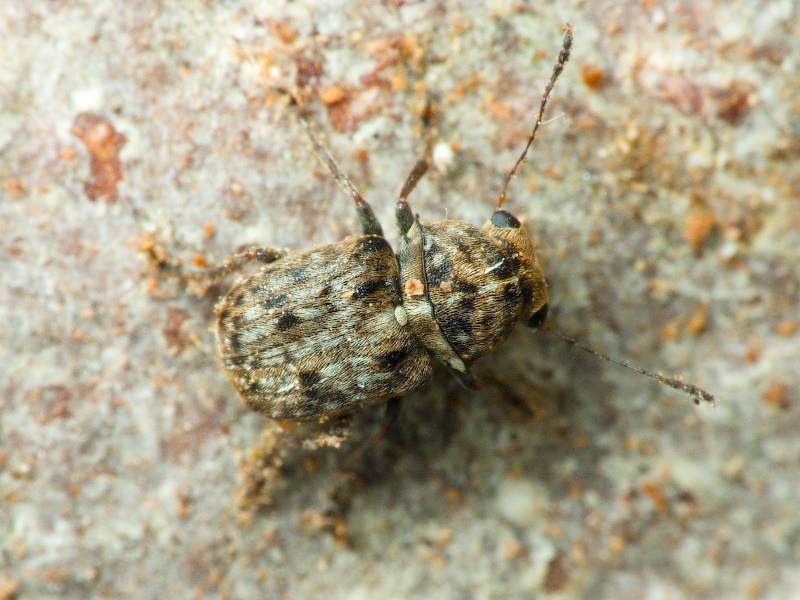 Exechesops foliatus Frieser & R., 1995